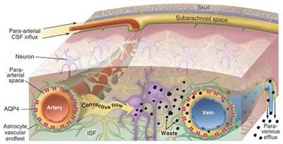 Glymphatic System Dysfunction: A Novel Mediator of Sleep Disorders and Headaches